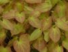 Show product details for Epimedium x rubrum
